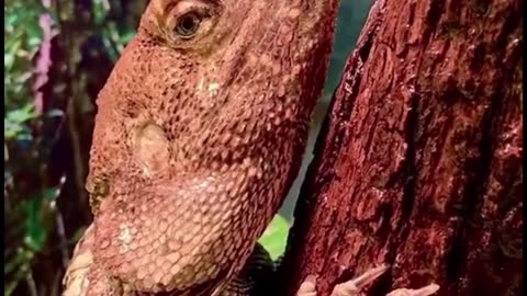 Is this a lizard or a chameleon?