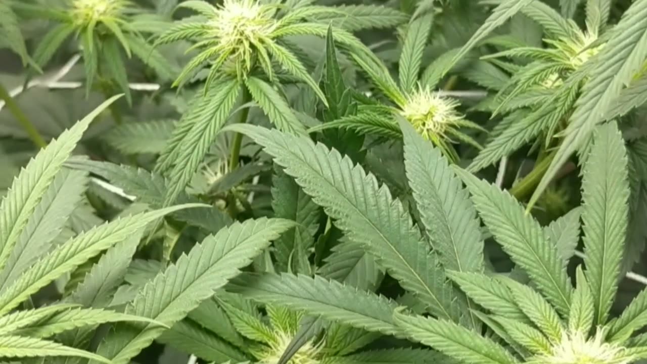 Mystery Zweets 2nd-8th wks. bud