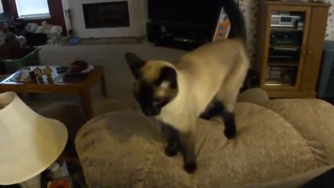 iamese cat asks for treats by name