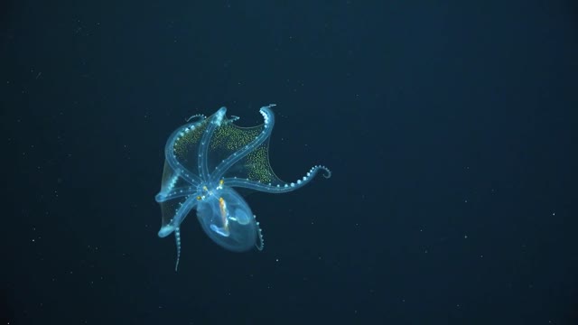 Glass octopus moving in the deep sea of the Central Pacific Ocean