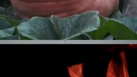 Worlds Biggest Pumpkin Growing Timelapse - Interestimg Video