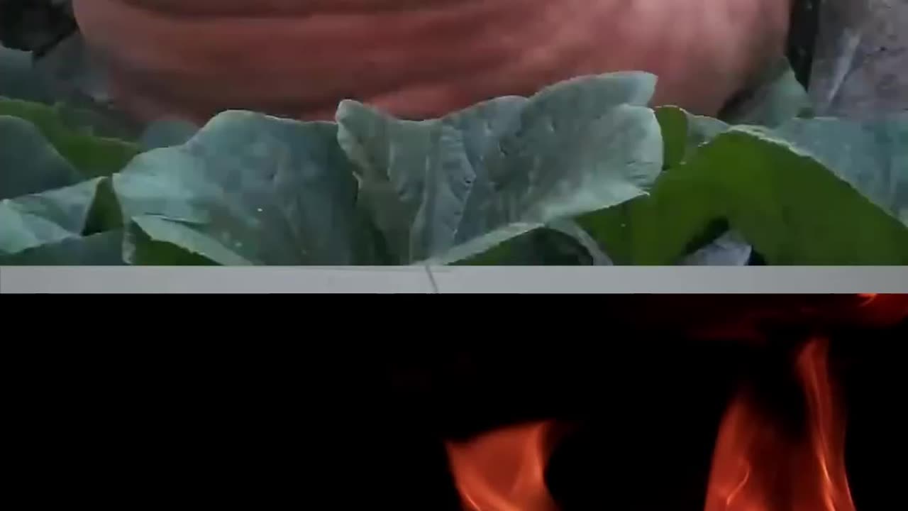 Worlds Biggest Pumpkin Growing Timelapse - Interestimg Video