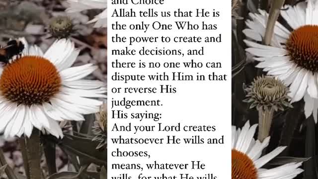 Quran ayaat