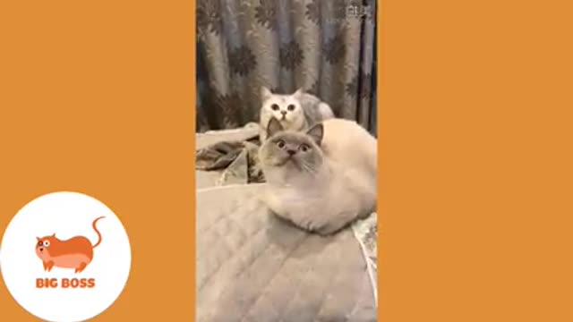 Cute Dogs and Cats | Funny Cats and Dogs Videos Compilation 2019 | Cute Is Not Enough