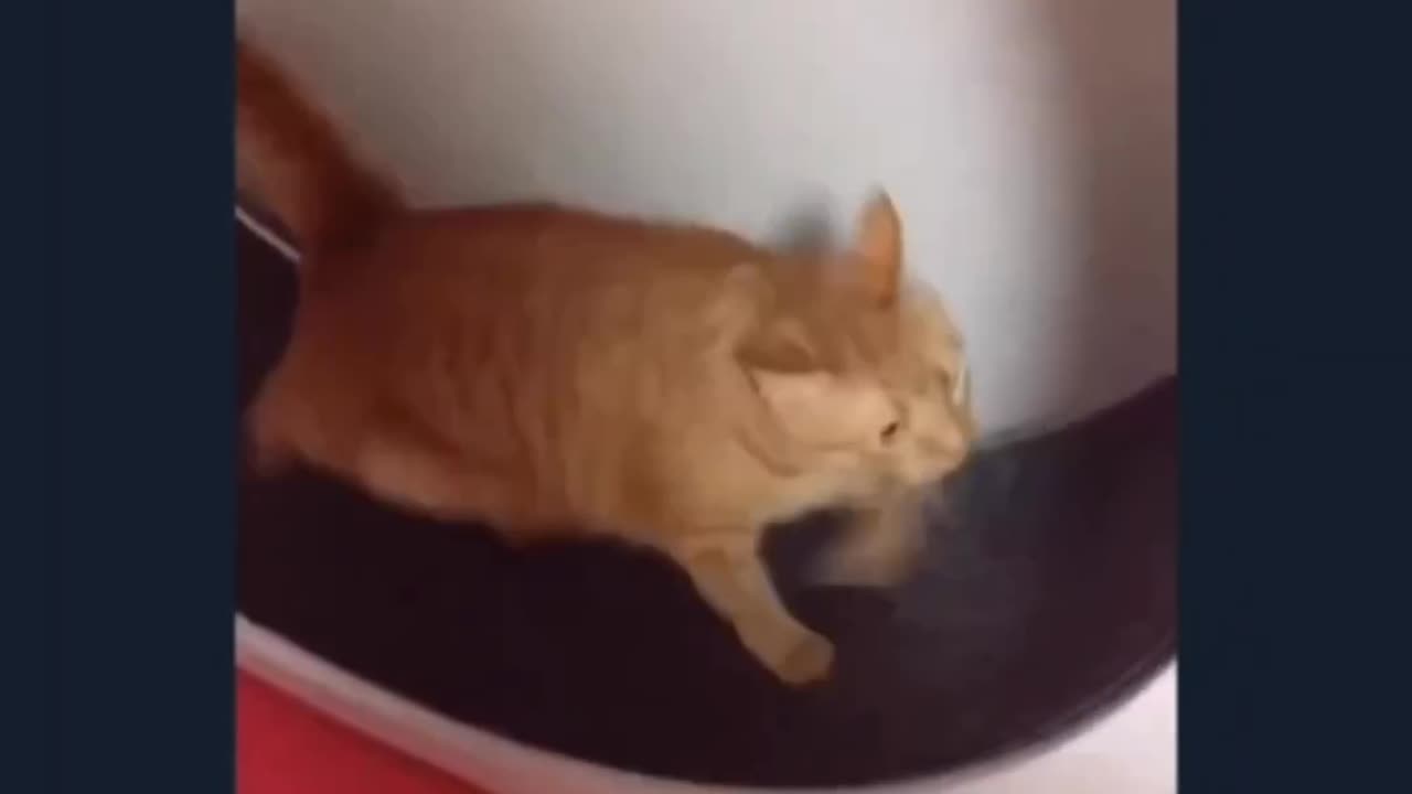 Cat funny moments