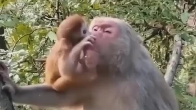 monkey with baby