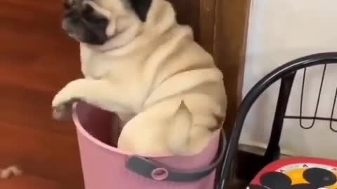 cutest pug chooses the weirdest place sit in