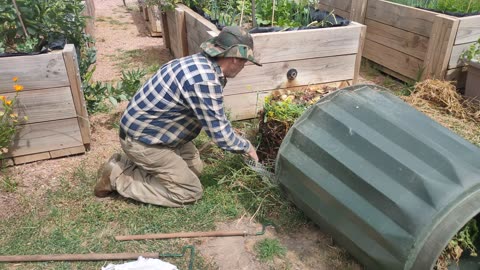 Cutting A Snake Out Of The Compost