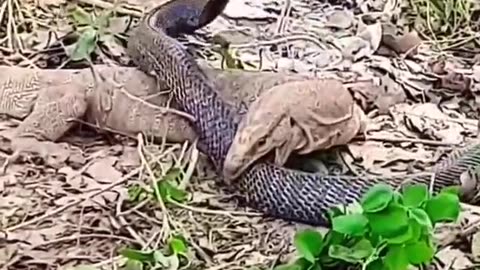 Briga de uma cobra e um lagarto