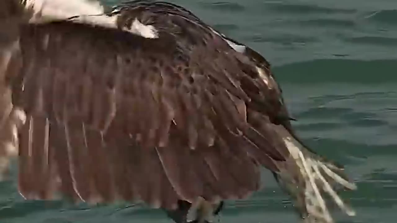 Crazy Osprey grabs huge catfish and takes to the skies. Glad I_m not a fish_(720P_HD)