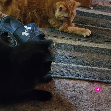 Camp Cats Versus The Red Dot | Part-2 | #shorts #cats