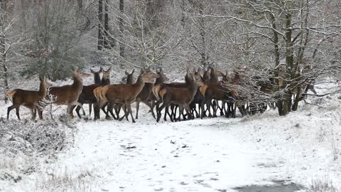 Whitetail Winter – How Deer Survive The Arctic Freeze