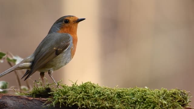 European robin