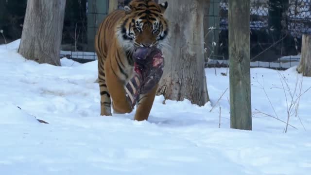 Toronto Zoo - Curious Tiger and feeding time