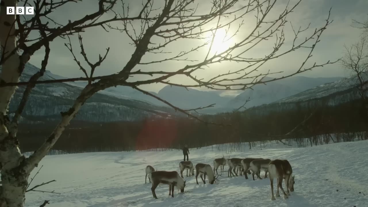 Reindeer's Amazing Adaptations to Living in Snow | Snow Animals | BBC Earth