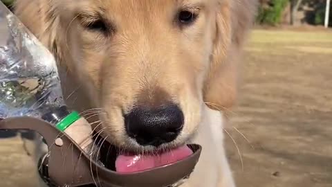 cute golden retriever