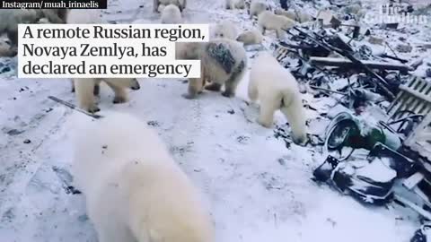 Polar bears invade Russian islands