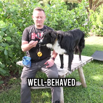 Can You Guess This Mystery Dog’s Breed?