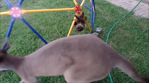 Baby sloths being sloths funny video