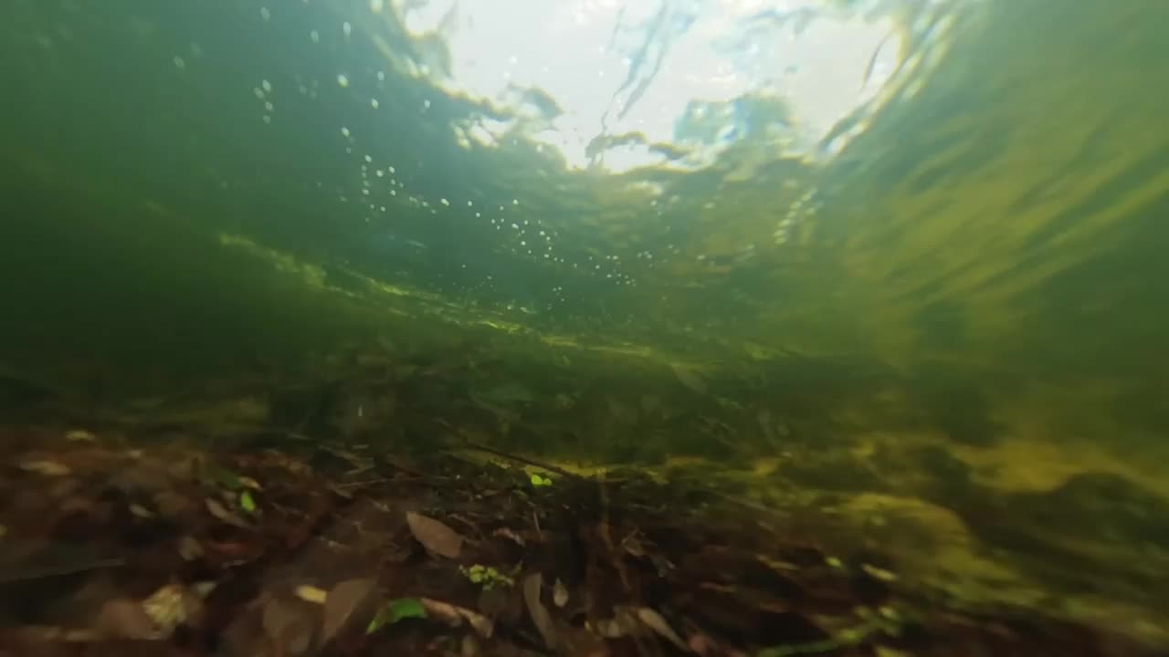 Fishing deep in the Florida Everglades, tropical Loop Rd.