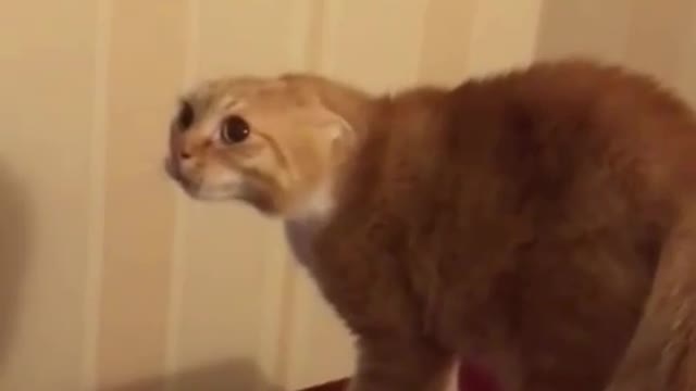 Who the hell are you?