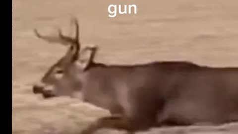 How every deer feels on opening day of moderngun