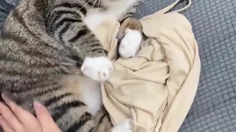 Funny cat and animals videos