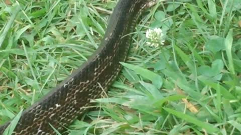 Snake crosses trail in the Smokies! Bad Luck?