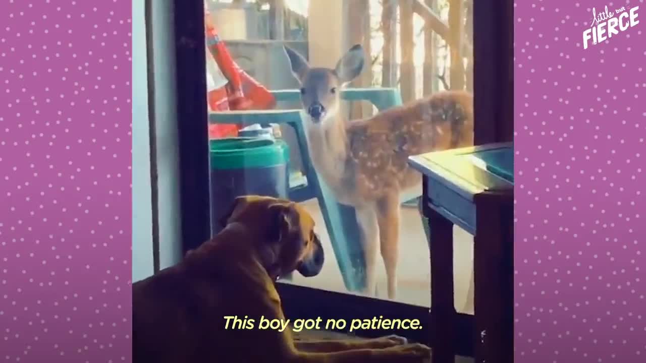 Fawn Comes To Lady's Door Every Morning | The Dodo Little But Fierce