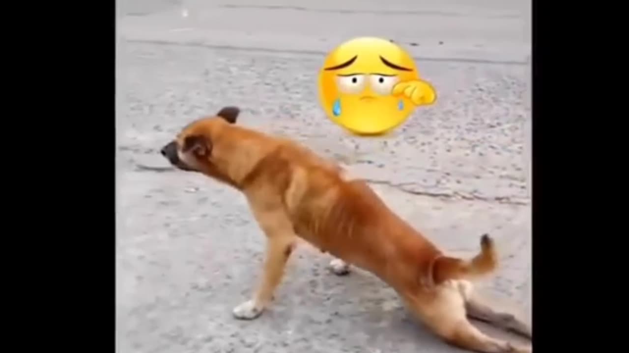 जानवरो की ऐसी हरकते जो आपको हंसा देगी 😁 | Animals Funny Moments #shorts"