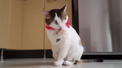 Funny cat