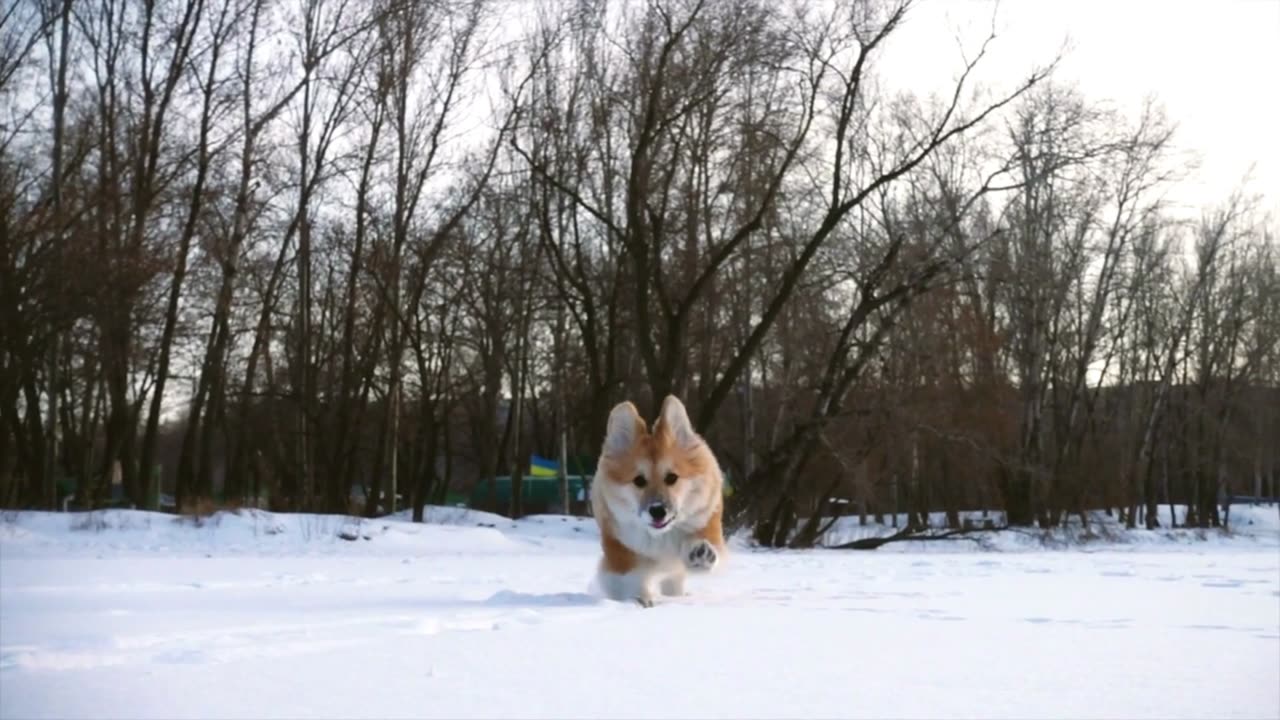 Dogs Running