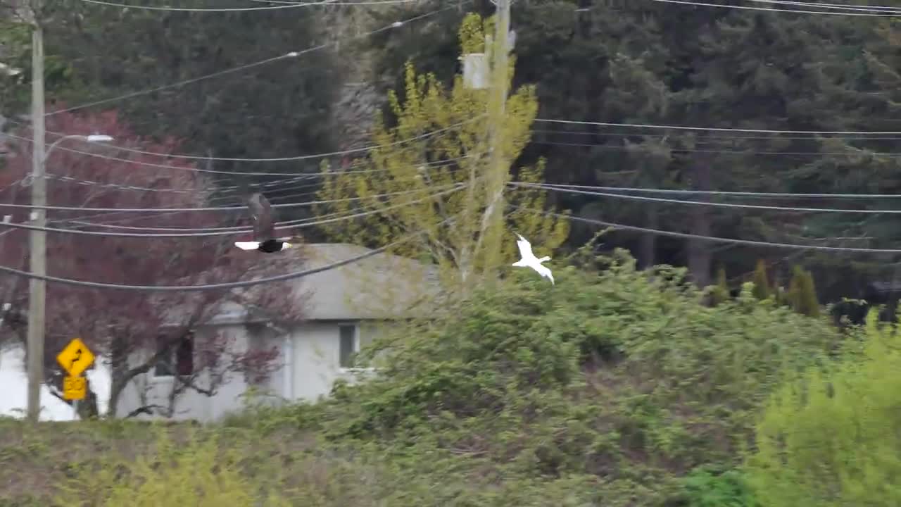 Ross Goose being chased by a Bald Eagle, Panama Flats, Victoria BC