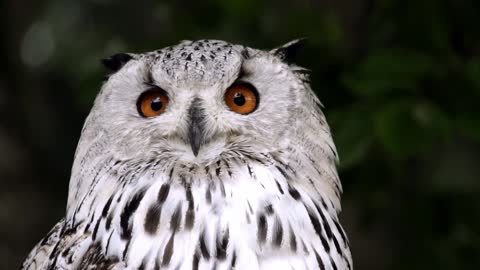 beautiful owl wow