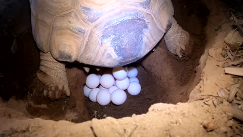Tortoise Laying Eggs-19