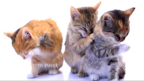 3 This cute cat licks itself for?