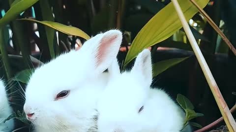 Rabbits eat grass | bunny growing with eating | cute
