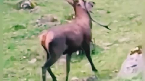 Running fron the death 🦁 must watch