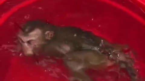 monkey baby monkey 😄