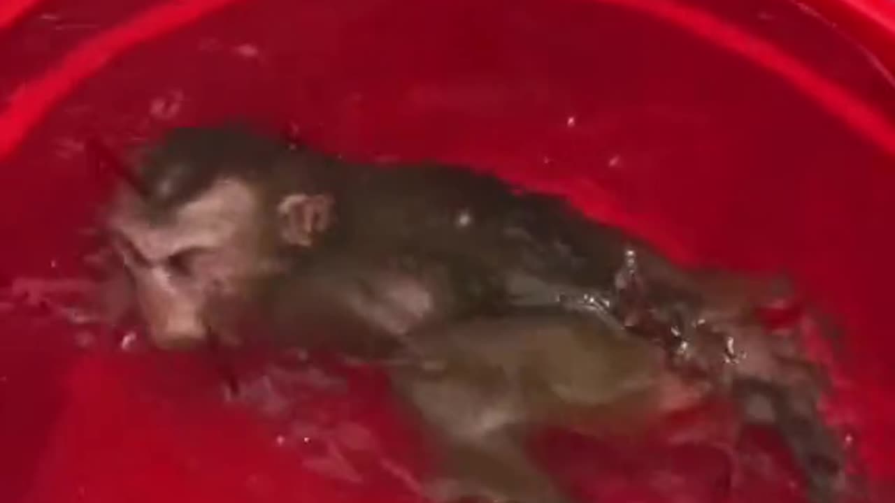 monkey baby monkey 😄