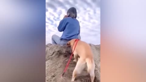 Cute cat and dog funny video fun with pets and funny moments of pet cat and dog