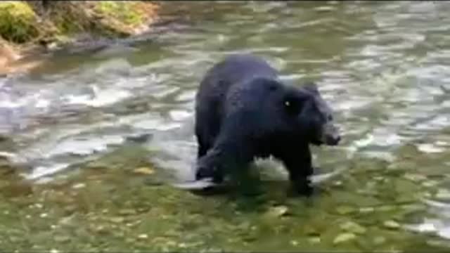 Funny animal video, Funny bear video funny comedy video lenkasmn Tec.
