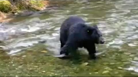Funny animal video, Funny bear video funny comedy video lenkasmn Tec.