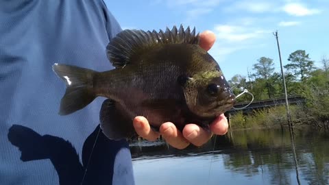 Sunfish?? Brim??