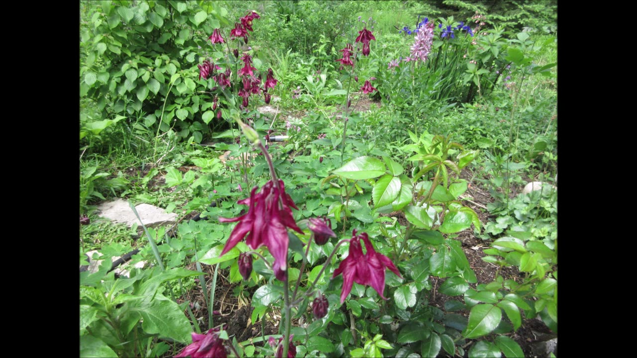 Granny's bonnet Columbine June 2022