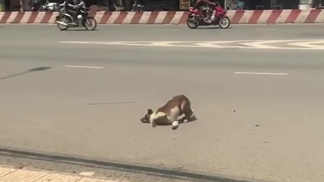 Dog with strange expression on the street