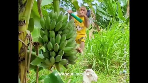 If you like monkey then you can watch this video