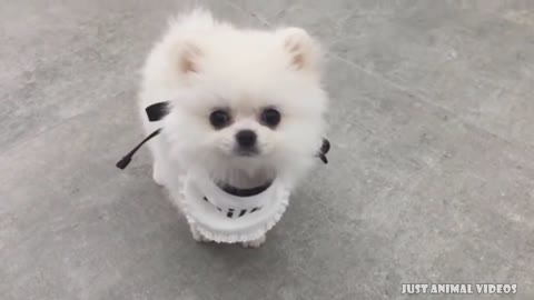 Cute Dogs