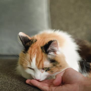 Person Feeding a Cat