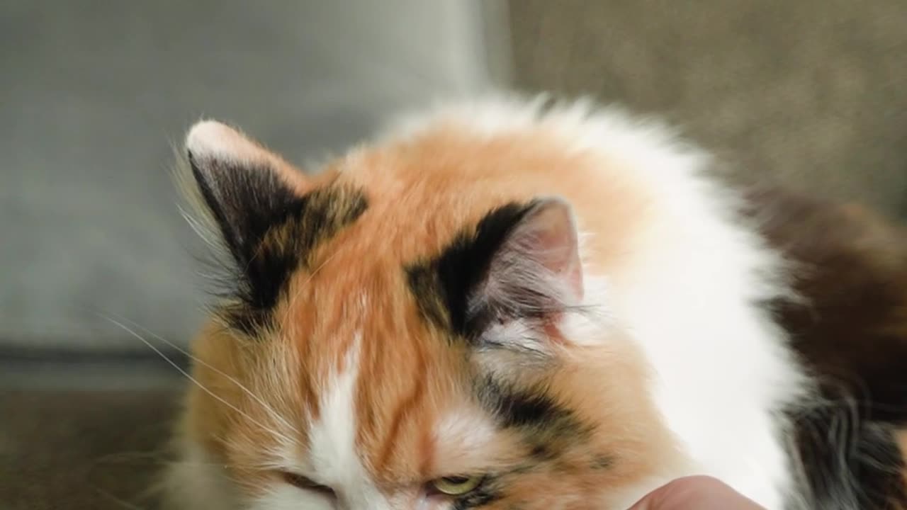 Person Feeding a Cat